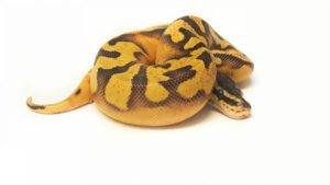 Pastel Enchi Pied