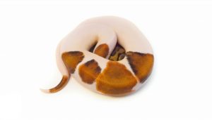 Pinstripe Pied