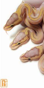 Pastel Banana Pied