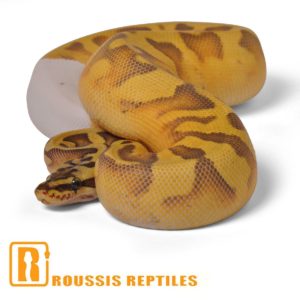 Super Enchi Ghost Pied- The Glow Ball