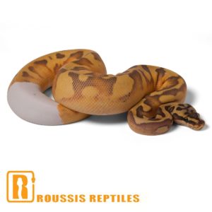 Super Enchi Ghost Pied- The Glow Ball