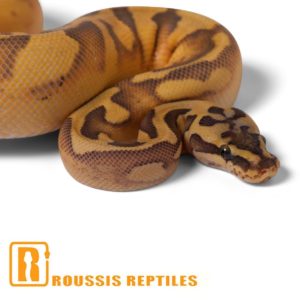 Super Enchi Ghost Pied- The Glow Ball