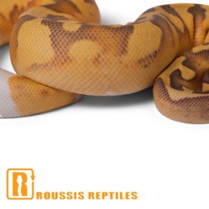 Super Enchi Ghost Pied- The Glow Ball