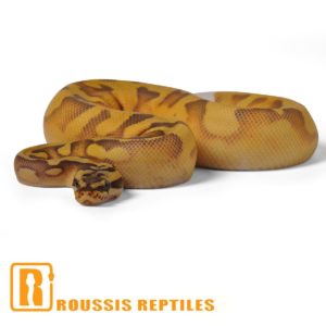 Super Enchi Ghost Pied- The Glow Ball
