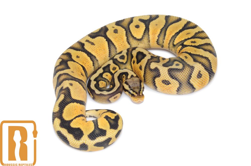 Wholesale Ball Python Morphs and Rare Snakes | Roussis Reptiles