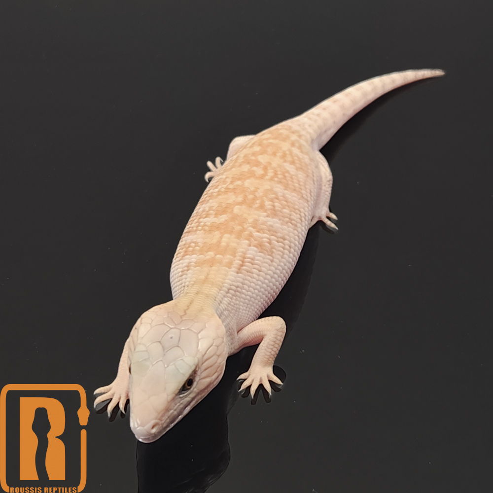 Blue Tongue Skinks - Roussis Reptiles